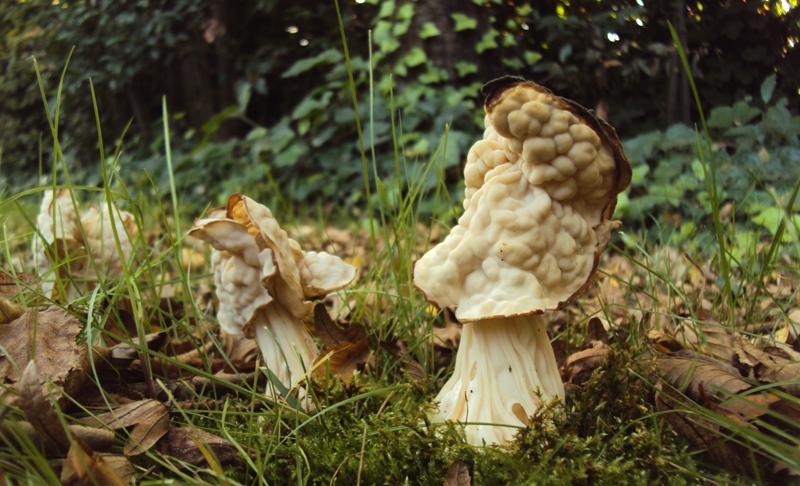 bulimia fungina al parco